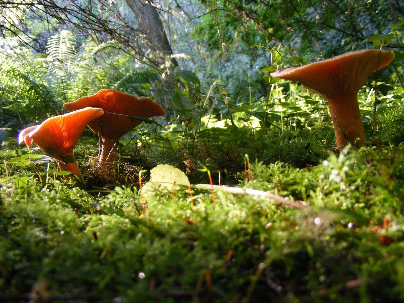 535-fairy-toadstools-17074830556147.jpeg